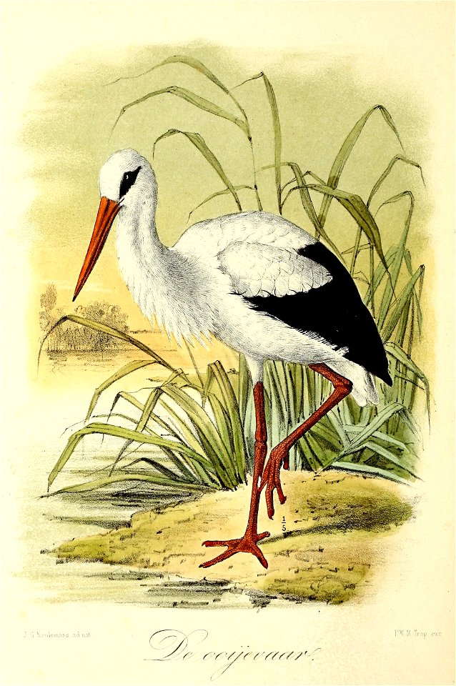 Keulemans Onze vogels 1 65