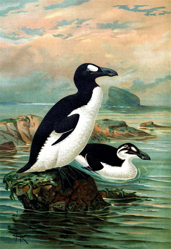 Keulemans-GreatAuk