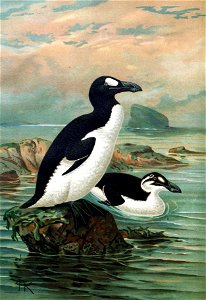 Keulemans-GreatAuk