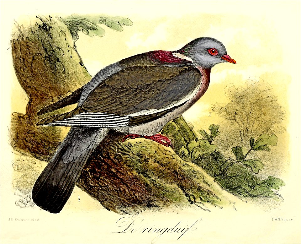 Keulemans Onze vogels 1 48