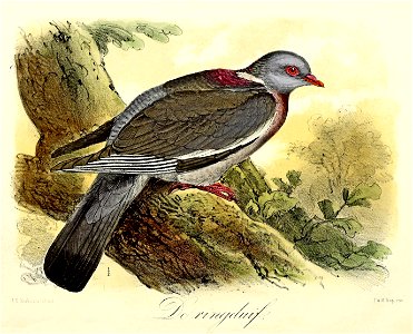 Keulemans Onze vogels 1 48