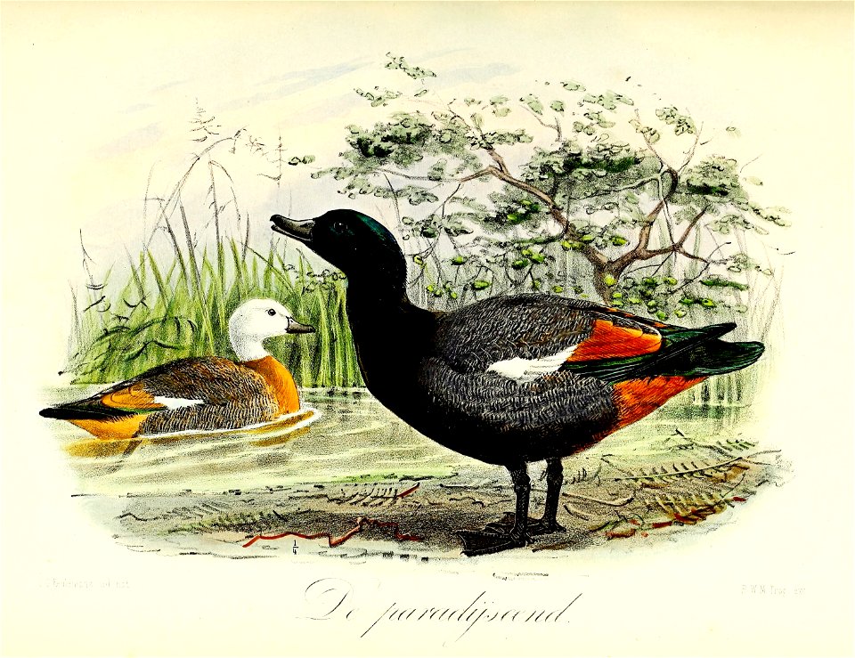 Keulemans Onze vogels 2 67