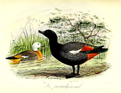 Keulemans Onze vogels 2 67