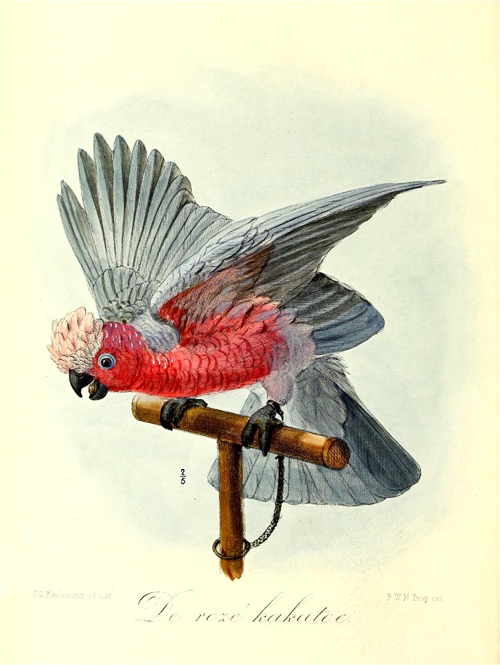 Keulemans Onze vogels 3 04