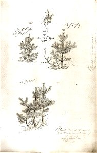 Kiefern