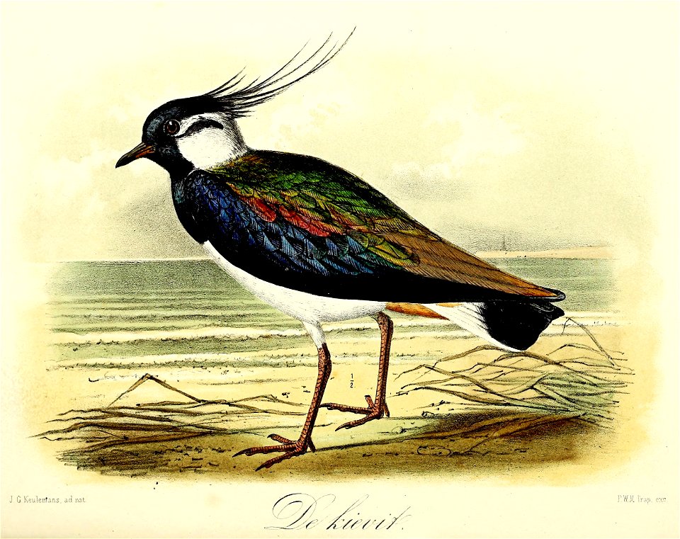 Keulemans Onze vogels 1 64 