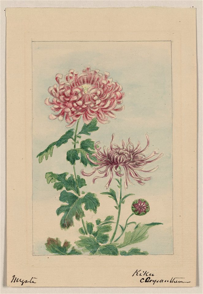 Kiku - chrysanthemum - Megata. LCCN2009630256