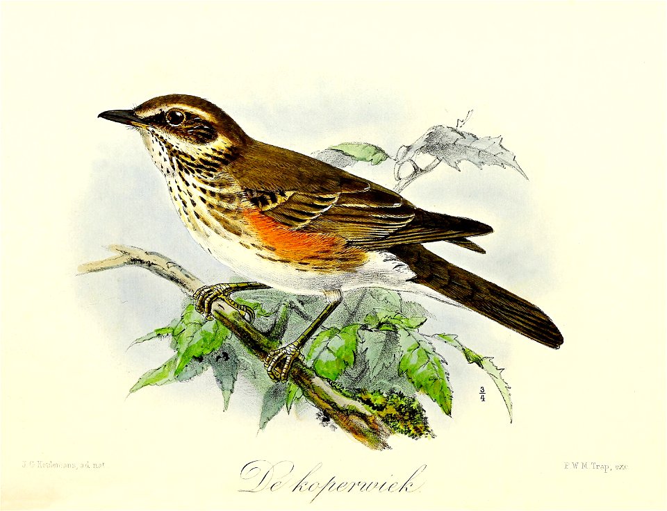 Keulemans Onze vogels 3 28