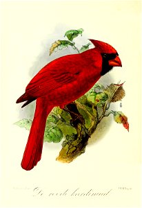 Keulemans Onze vogels 3 37