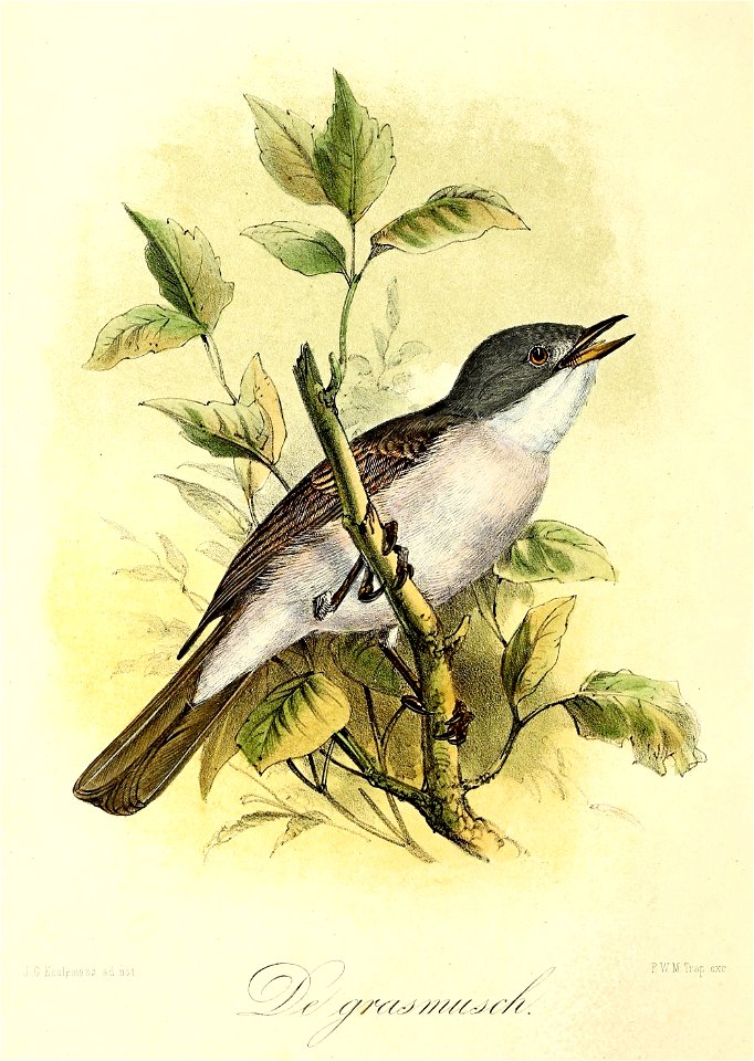 Keulemans Onze vogels 1 20