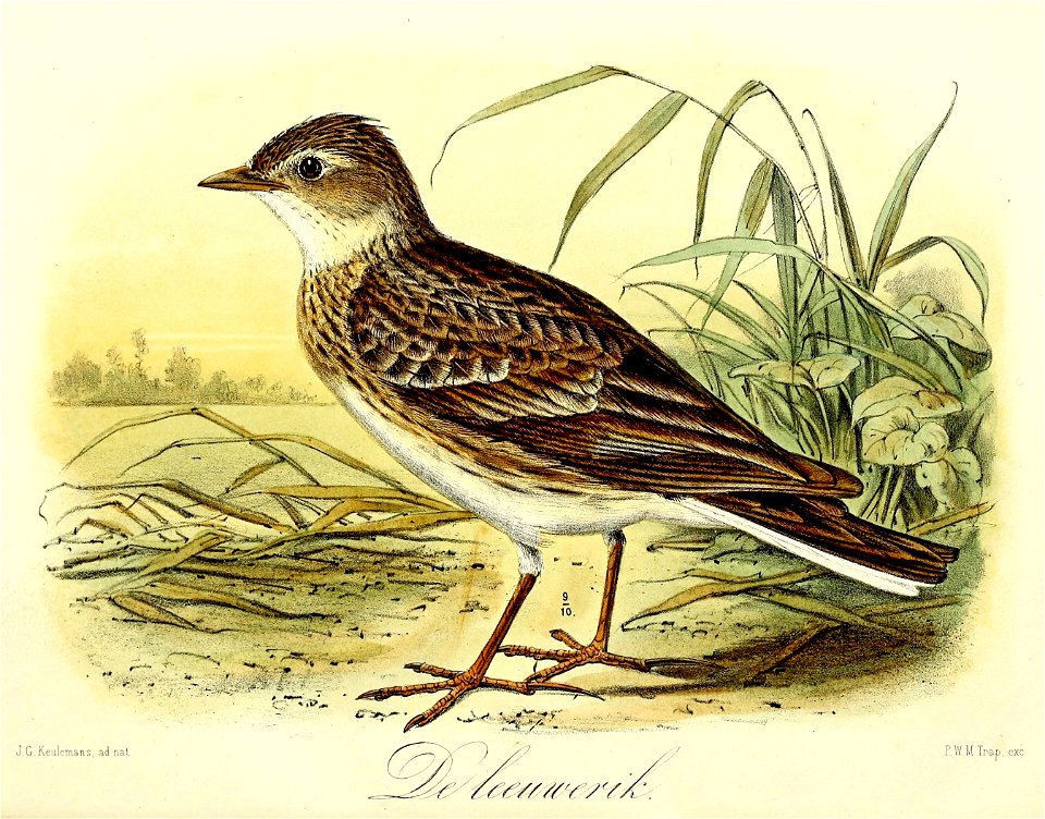 Keulemans Onze vogels 1 28