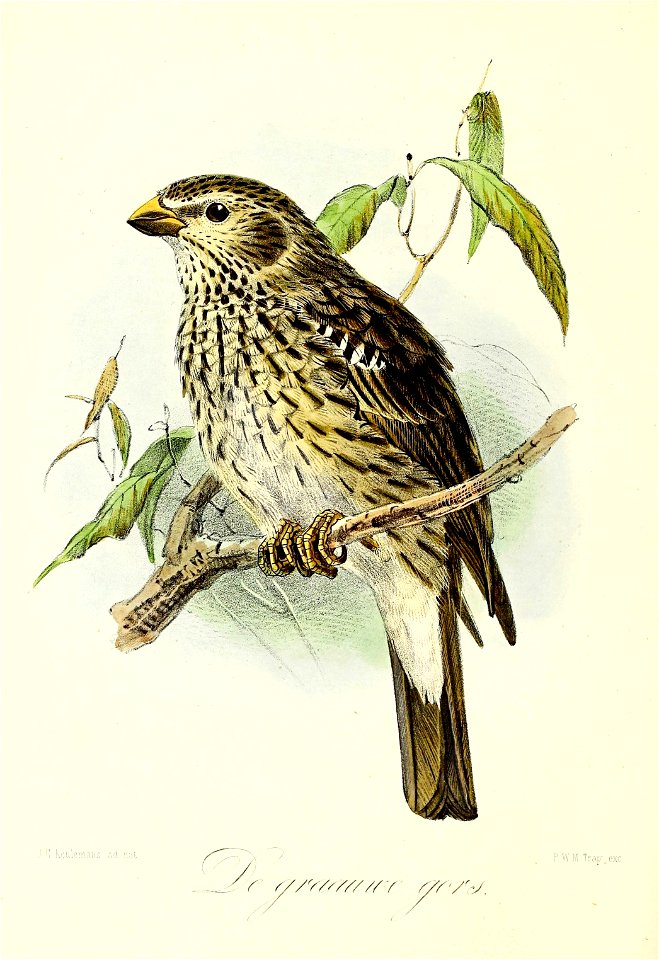 Keulemans Onze vogels 2 37