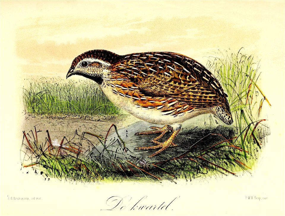Keulemans Onze vogels 2 56