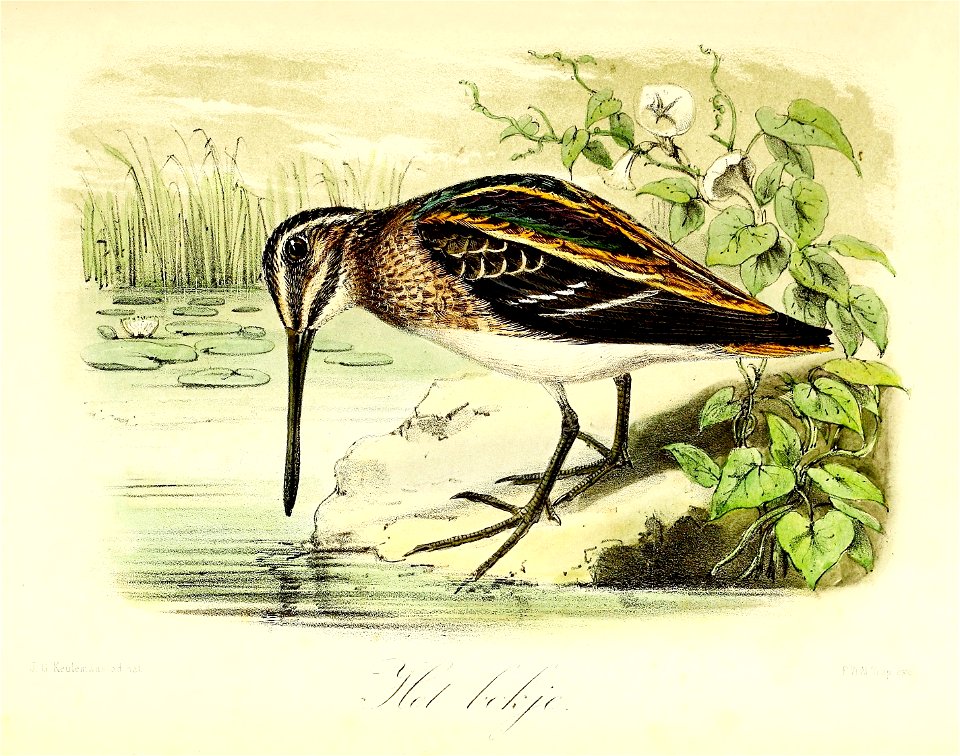 Keulemans Onze vogels 2 64