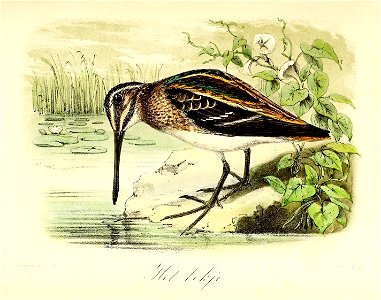 Keulemans Onze vogels 2 64
