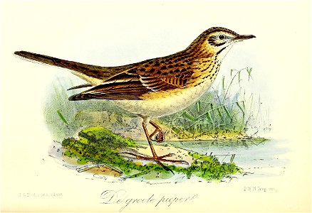 Keulemans Onze vogels 3 30