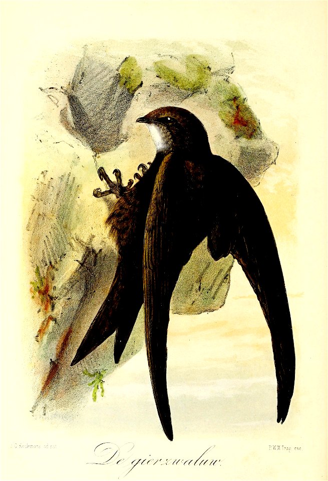 Keulemans Onze vogels 2 08