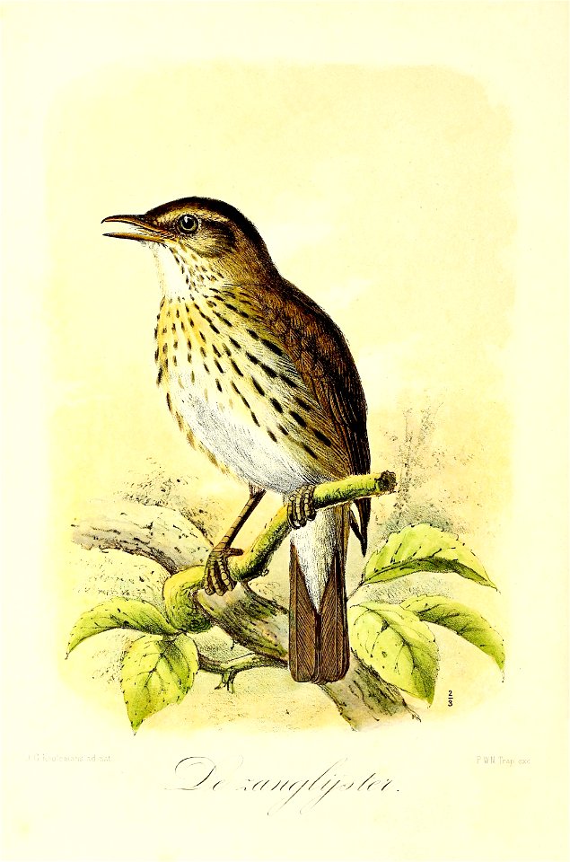 Keulemans Onze vogels 2 16