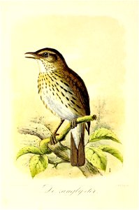 Keulemans Onze vogels 2 16