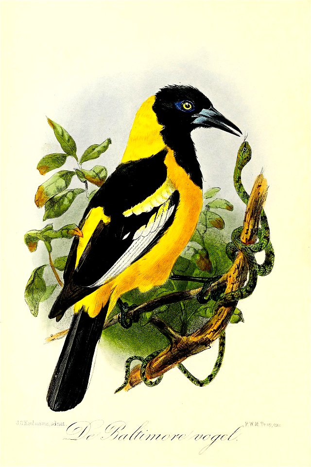 Keulemans Onze vogels 3 34