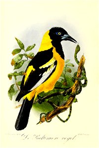 Keulemans Onze vogels 3 34