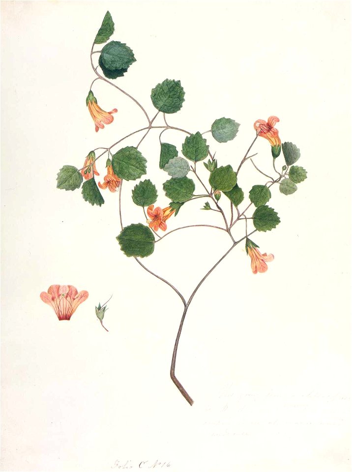 King, Martha (Rhabdothamnus solandri or New Zealand gloxinia)