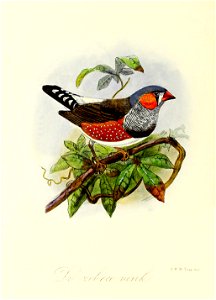 Keulemans Onze vogels 3 42