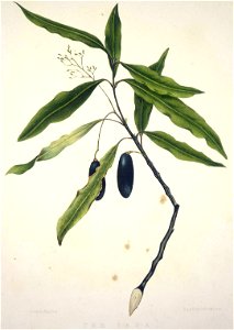 King, Martha The taua, a large forest-tree
