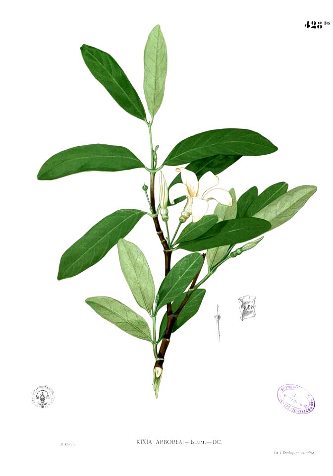 Kibatalia blancoi Blanco2.428b
