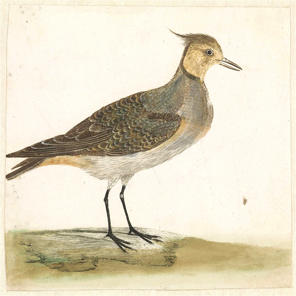 Kievit