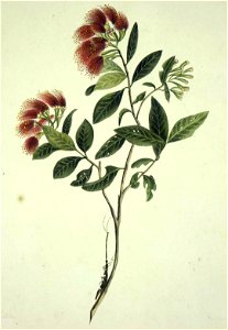 King, Martha The rata, in flower