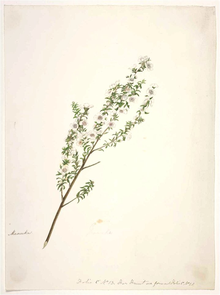 King, Martha Manuka