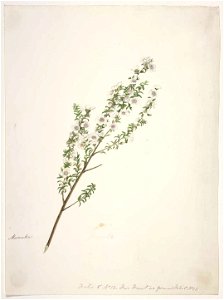King, Martha Manuka