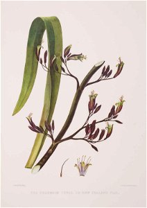 King, Martha The phormium tenax, or New Zealand flax