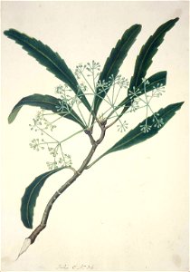 King, Martha (Lancewood) A tree. Panax