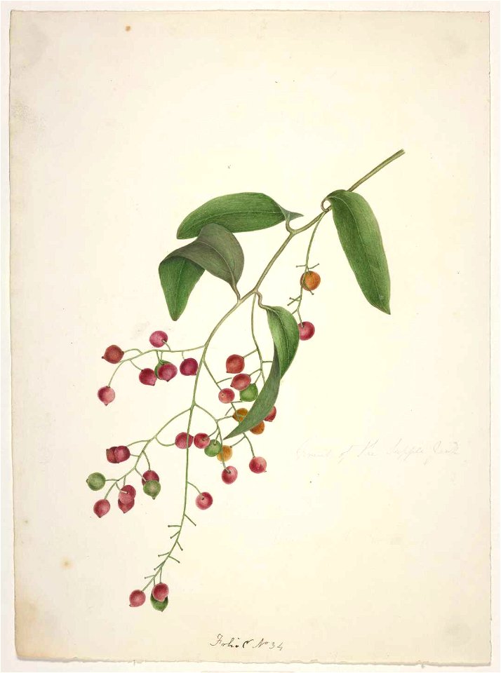 King, Martha (Fruit of the supplejack, Ripogonum scandens)