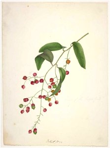 King, Martha (Fruit of the supplejack, Ripogonum scandens)