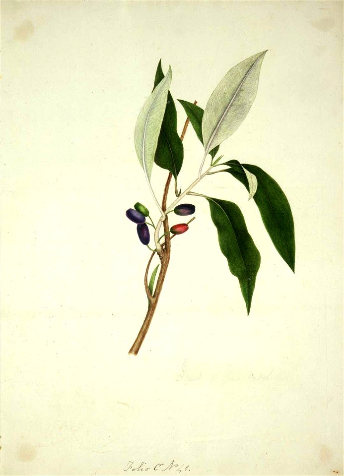 King, Martha Fruit of the fuchsia