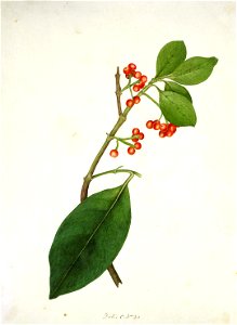 King, Martha Coprosma. Free illustration for personal and commercial use.