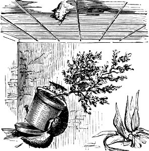 King Lear-Amateurs Greenhouse Conservatory-0015
