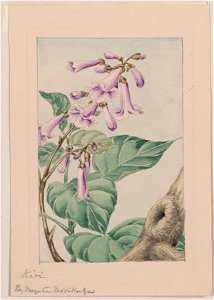 Kiri branch with flowers and leaves) - by Megata Morikaga LCCN2009630067