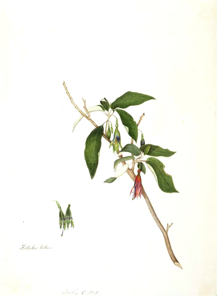 King, Martha Kotuku tuku. (Fuchsia excorticata)