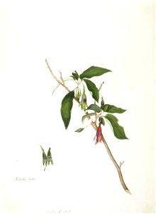 King, Martha Kotuku tuku. (Fuchsia excorticata)