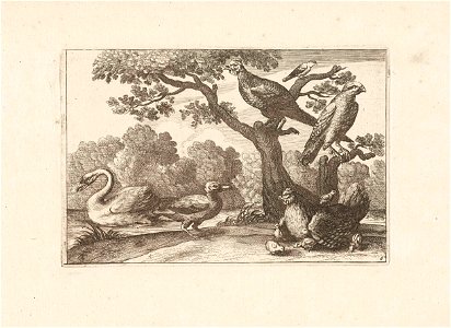 Kip met kuikens en andere vogels