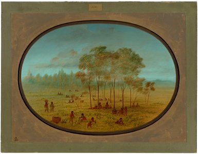 Kiowa Indians Gathering Wild Grapes C16205