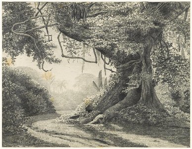 KITLV - 36C215 - Borret, Arnoldus - Idol tree (cotton tree) in Surinam - Pencil - Circa 1880