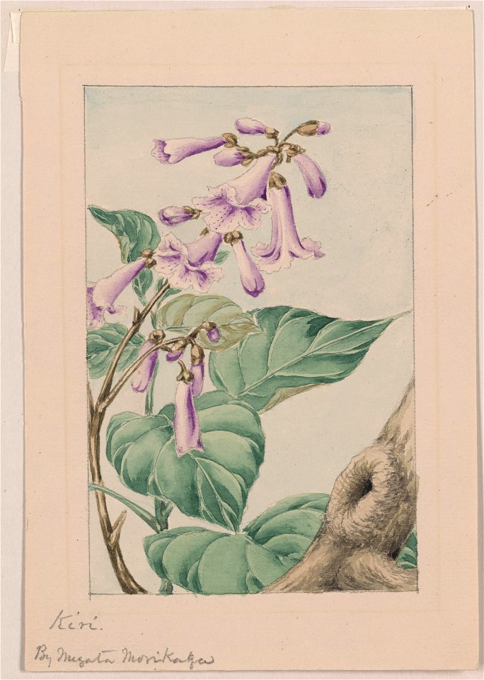 Kiri branch with flowers and leaves) - by Megata Morikaga LCCN2009630067