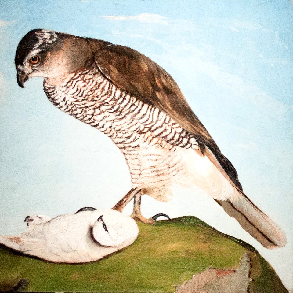 Kite and Snow-Grouse, 1893