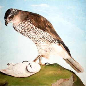 Kite and Snow-Grouse, 1893
