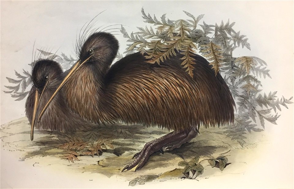 Kiwi.Apteryx